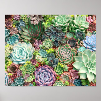 Poster Jardim de Suculentos Coloridos