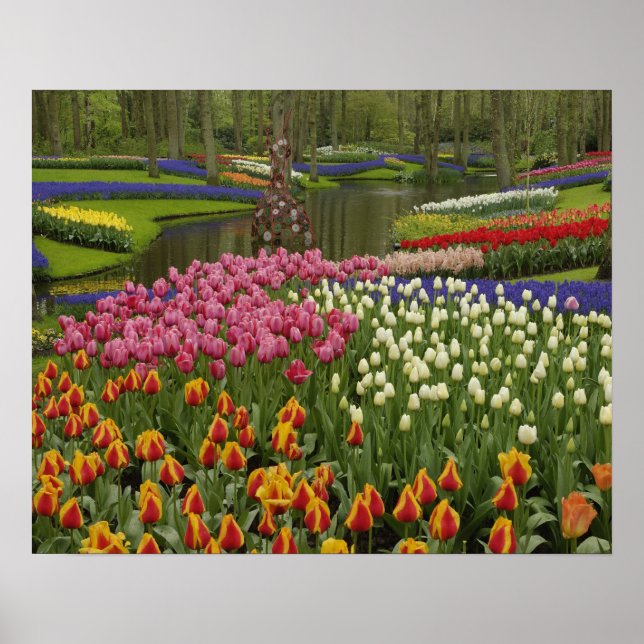 Póster Jardim de Tulip e Hyacinth, Jardins de Keukenhof, (Frente)
