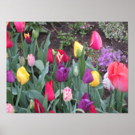 Poster Jardim de Tulipas