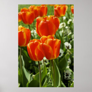 Poster Jardim de Tulipas da Primavera