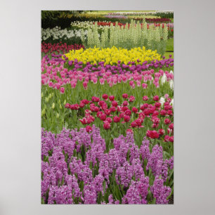 Póster Jardim de tulipas, daffodilos e hyacinth