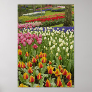 Poster Jardim de tulipas e jacintos, Jardins Keukenhof,