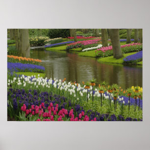 Póster Jardim de tulipas e jacintos, Jardins Keukenhof, 2