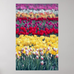Póster jardim de tulipas em exposição no vale de Skagit,