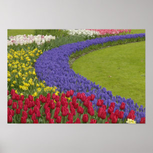 Poster Jardim de tulipas, jacintos e narcisos,
