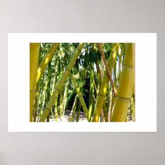 Póster Jardim do Bambu