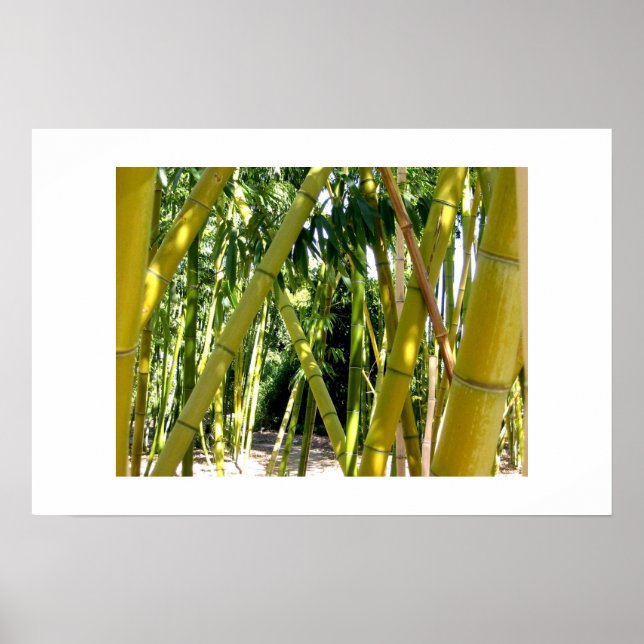 Póster Jardim do Bambu (Frente)