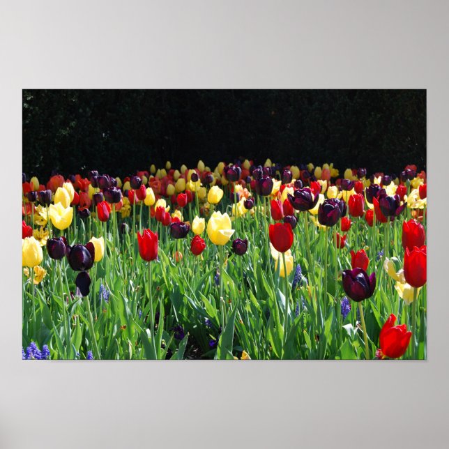 Póster Jardim Flor (Frente)