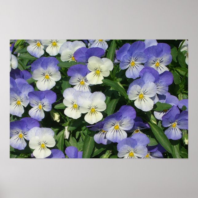 Póster Jardim Floral de Violetas Pensamentos (Frente)