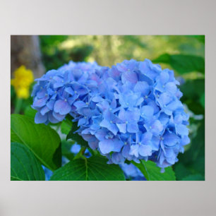 Poster Jardim floral do Hydrangea azul dos presentes do