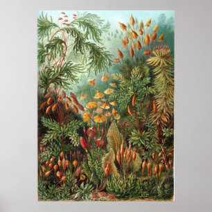 Póster Jardim Haeckel