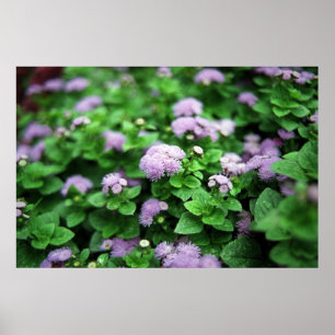 Póster Jardim roxo