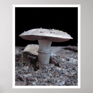 Poster Jardim Variey Mushroom