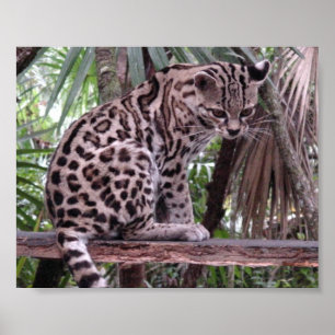 Póster Jardim zoológico de Belize