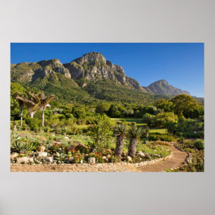 Póster Jardins Botânicos Kirstenbosch, Cidade do Cabo