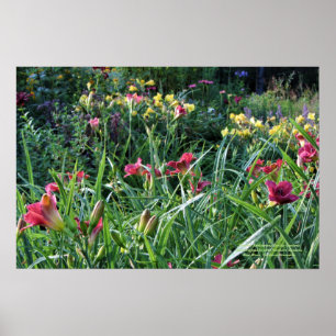 Póster Jardins Daylily de Verão