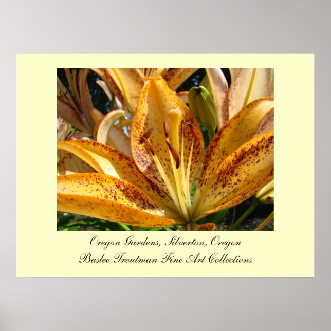Póster Jardins de Oregon Silverton Flores de Lírio Dourad (Frente)