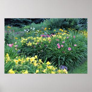 Poster Jardins do hemerocallis de Reblooming