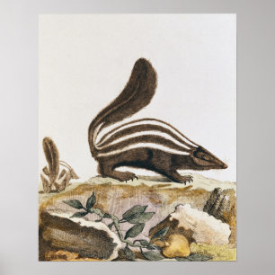 Póster Jaritataca, de "Histoire Naturelle" perto