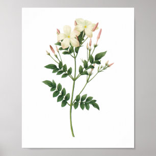 Poster jasmim (grandiflorum do Jasminum) por Redouté