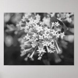 Poster Jasmine florescente à noite