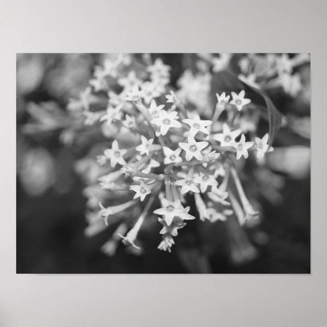 Poster Jasmine florescente à noite (Frente)