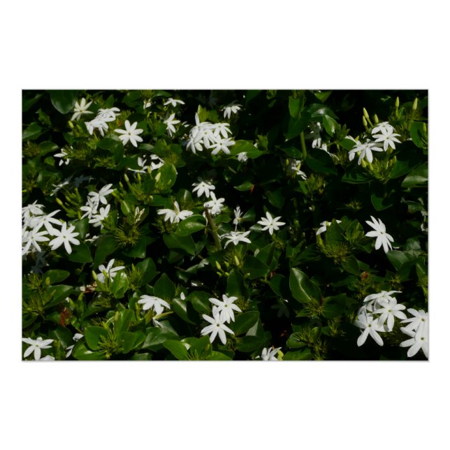 Póster Jasmine Flowers Tropical Floral Botânica (Frente)