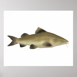Poster Jaú Catfish