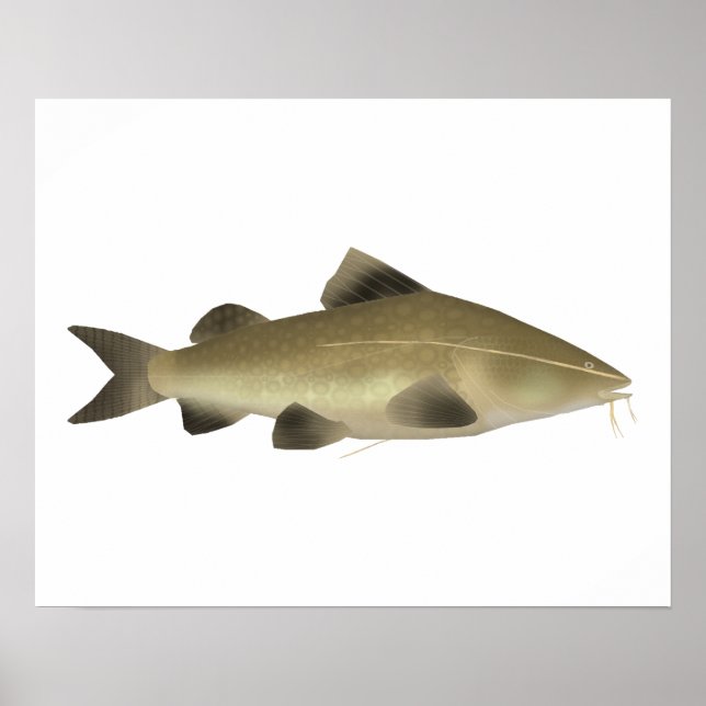 Poster Jaú Catfish (Frente)