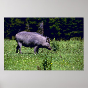 Póster Javali