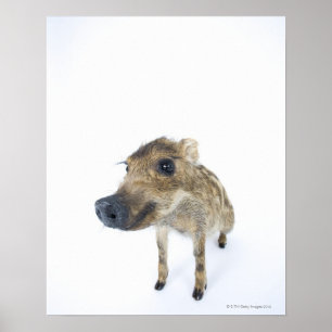 Póster Javali