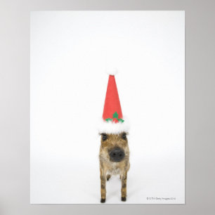 Poster Javali com chapéu do Natal