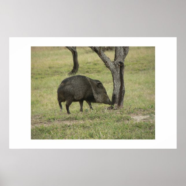 Póster Javelina. (Frente)