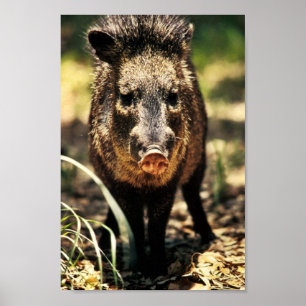Póster Javelina