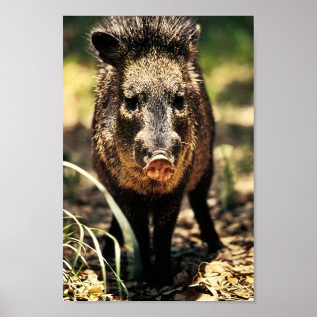 Póster Javelina (Frente)