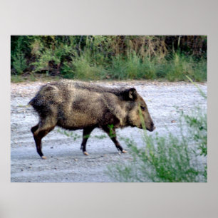 Poster Javelina da cena 10 do deserto de Chihuahuan