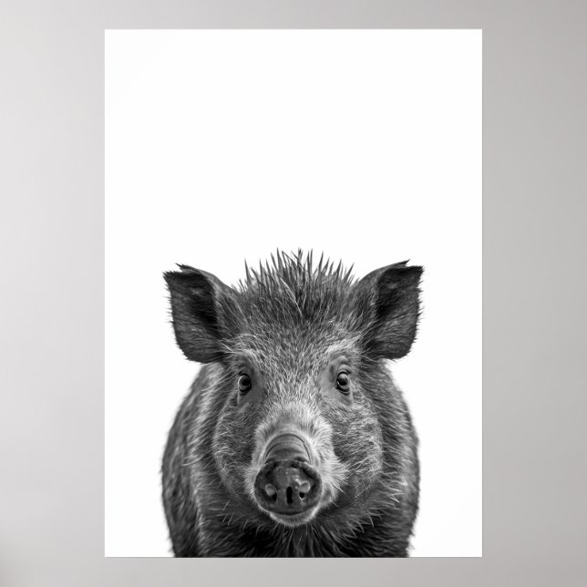 Poster Javelina Peccary porco Deserto Retrato preto branc (Frente)