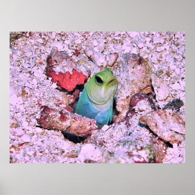 Poster Jawfish (Frente)