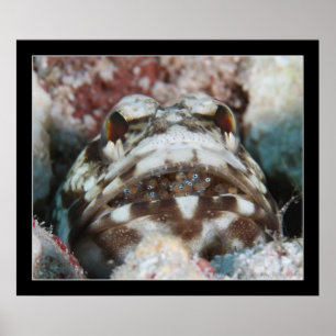 Poster Jawfish com ovos