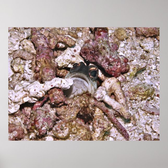 Poster Jawfish Peeking (Frente)