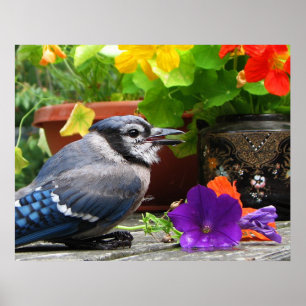 Póster Jay azul com flores