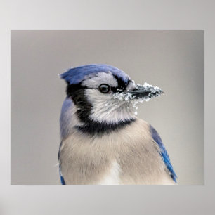 Póster Jay azul com neve no seu bico