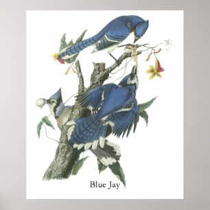 Póster Jay azul, John Audubon