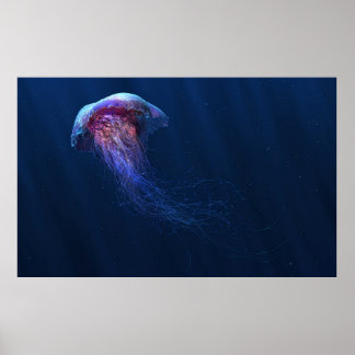 Póster Jelly