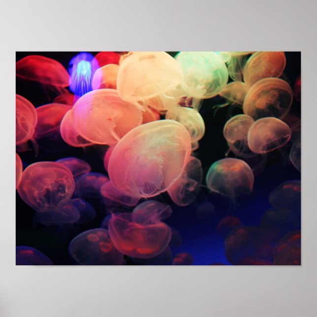 Poster Jelly Love (Frente)