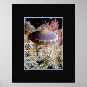 Poster Jellyship