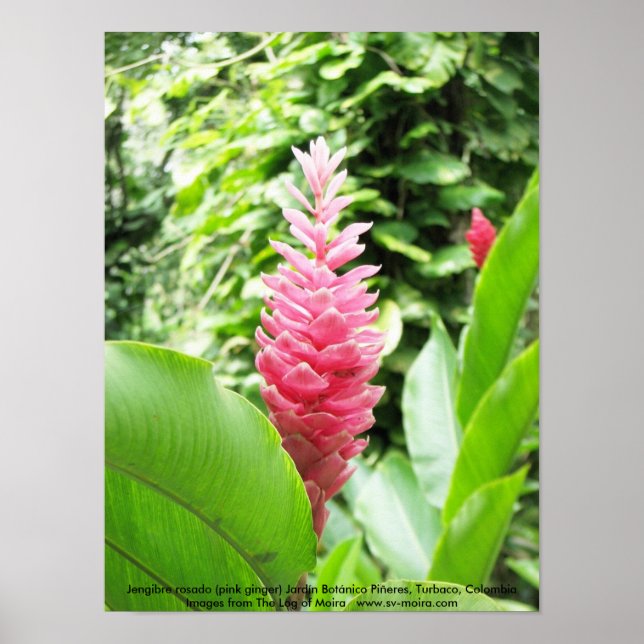 Póster Jengibre rosado (gengibre rosa) (Frente)