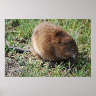 Poster Jerry, o rato