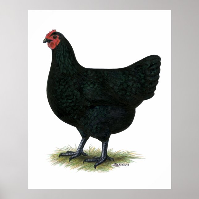 Póster Jersey Giant: Black Hen (Frente)
