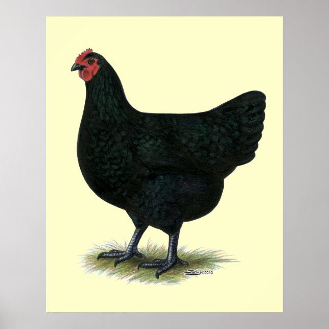 Póster Jersey Giant: Black Hen (Frente)